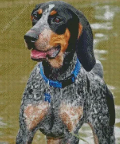 Blue English Coonhound Dog Diamond Painting