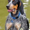 Blue English Coonhound Dog Diamond Painting