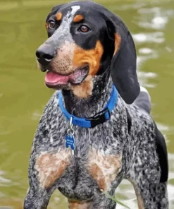 Blue English Coonhound Dog Diamond Painting