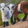 Cute Goats Diamond Painting