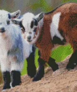 Cute Goats Diamond Painting