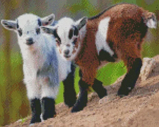 Cute Goats Diamond Painting