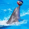 Dolphin Playing With Ball Diamond Painting