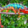 Panther Chameleon Diamond Painting