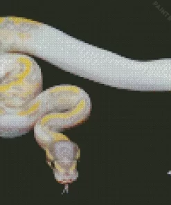 Pied Ball Python Diamond Painting