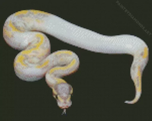 Pied Ball Python Diamond Painting