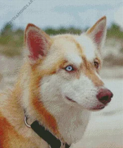 Beige Husky Diamond Painting