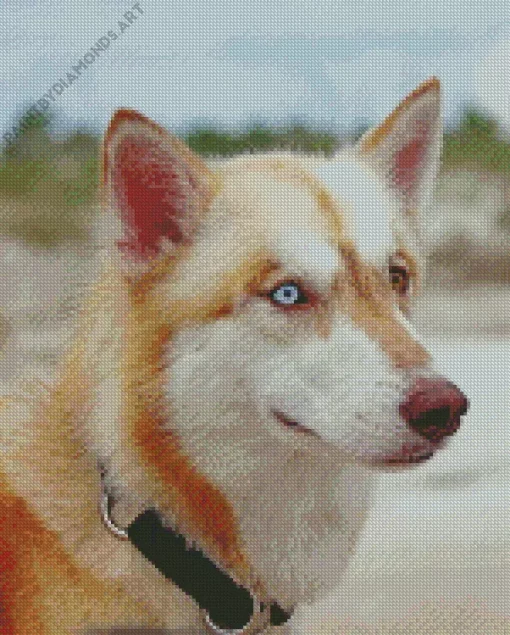 Beige Husky Diamond Painting