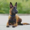 Belgian Malinois Dog Diamond Painting