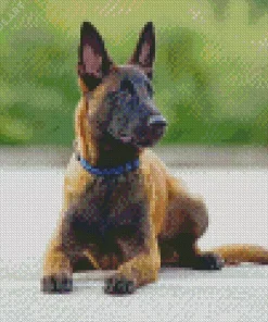 Belgian Malinois Dog Diamond Painting