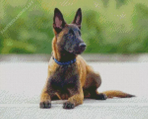 Belgian Malinois Dog Diamond Painting