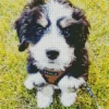 Bernedoodle Puppy Diamond Painting