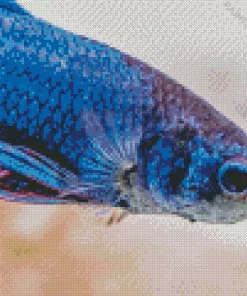 Betta Fish Diamond Painting