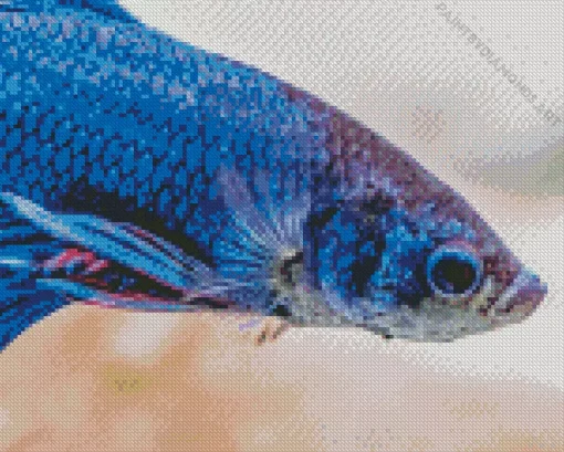 Betta Fish Diamond Painting