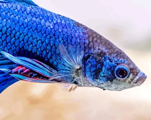 Betta Fish Diamond Painting