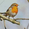 Bird Singing Diamond Painting