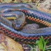 Black And Rainbow Snake Diamond Painting