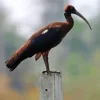 Black And Red Ibis Diamond Painting