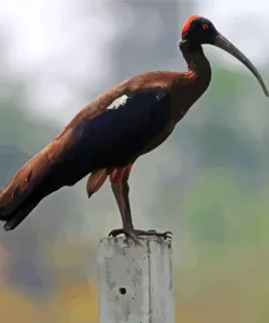 Black And Red Ibis Diamond Painting