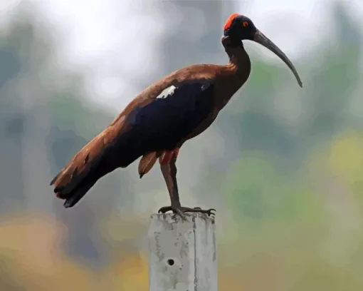 Black And Red Ibis Diamond Painting