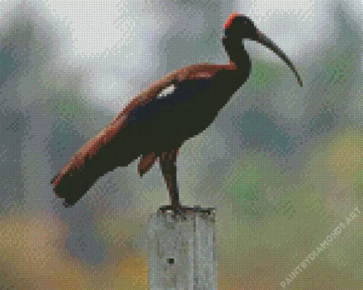 Black And Red Ibis Diamond Painting