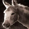 Black And White Donkey Diamond Painting