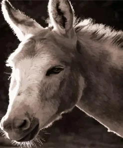 Black And White Donkey Diamond Painting