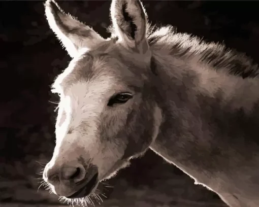 Black And White Donkey Diamond Painting