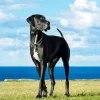 Black And White Great Dane Diamond Painting