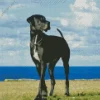 Black And White Great Dane Diamond Painting