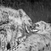 Black And White Hyena Diamond Painting