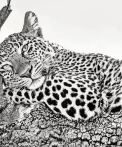 Black And White Leopard Diamond Painting