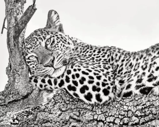 Black And White Leopard Diamond Painting