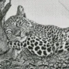 Black And White Leopard Diamond Painting