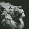 Black And White Lion Diamond Painting