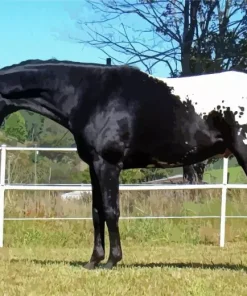 Black Appaloosa Horse Diamond Painting