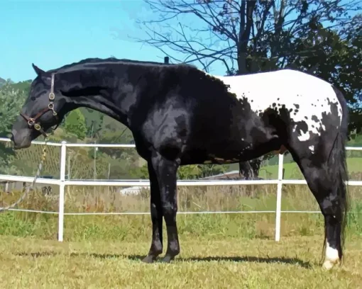 Black Appaloosa Horse Diamond Painting