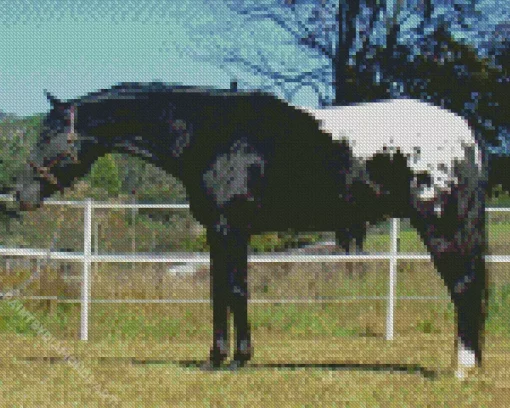 Black Appaloosa Horse Diamond Painting