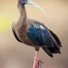 Black Ibis Bird Diamond Painting