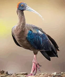 Black Ibis Bird Diamond Painting