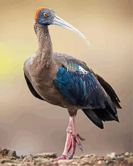 Black Ibis Bird Diamond Painting