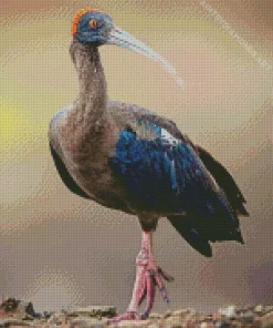 Black Ibis Bird Diamond Painting