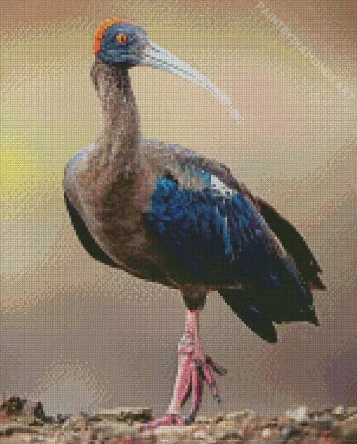 Black Ibis Bird Diamond Painting