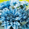 Blue Dahlia Bouquet Diamond Painting