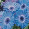 Blue Daisies Diamond Painting