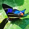 Blue Doctor Butterfly Diamond Painting