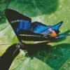 Blue Doctor Butterfly Diamond Painting