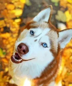 Blue Eyed Brown Husky Diamond Painting