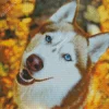 Blue Eyed Brown Husky Diamond Painting