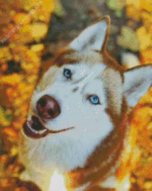 Blue Eyed Brown Husky Diamond Painting